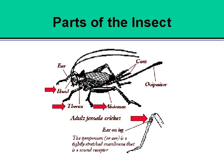 Parts of the Insect 