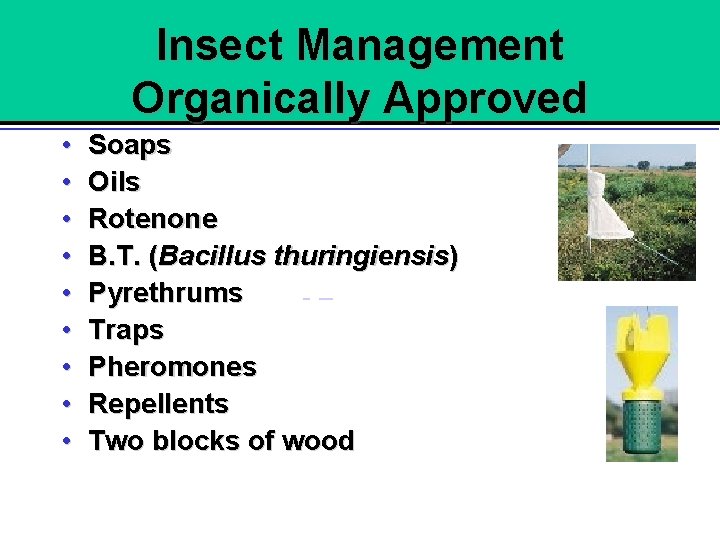Insect Management Organically Approved • • • Soaps Oils Rotenone B. T. (Bacillus thuringiensis)