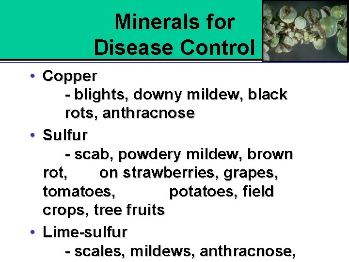Minerals for Disease Control • Copper - blights, downy mildew, black rots, anthracnose •