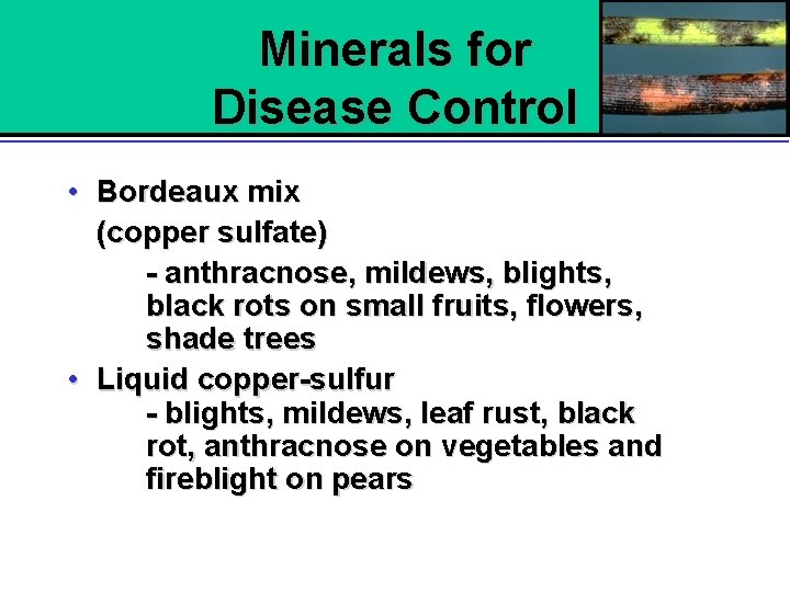 Minerals for Disease Control • Bordeaux mix (copper sulfate) - anthracnose, mildews, blights, black