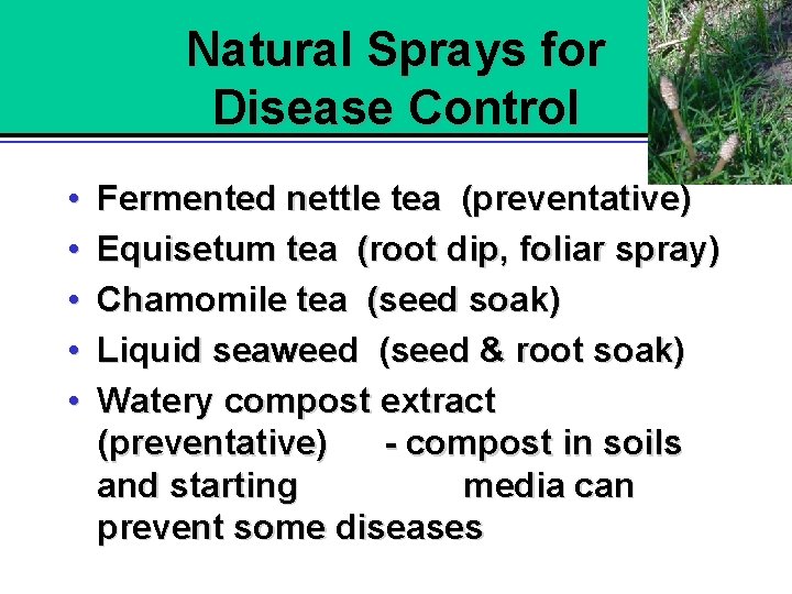 Natural Sprays for Disease Control • • • Fermented nettle tea (preventative) Equisetum tea