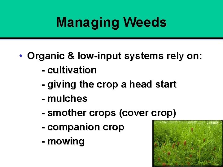 Managing Weeds • Organic & low-input systems rely on: - cultivation - giving the