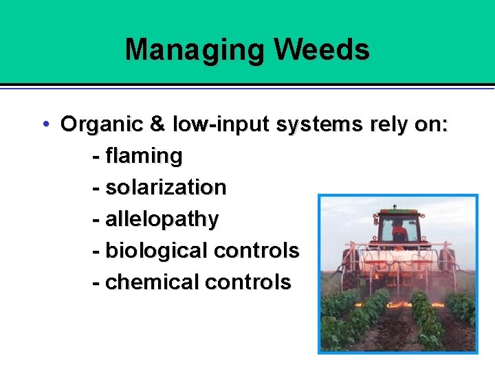 Managing Weeds • Organic & low-input systems rely on: - flaming - solarization -