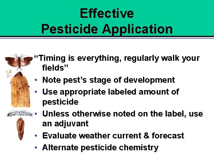 Effective Pesticide Application “Timing is everything, regularly walk your fields” • Note pest’s stage