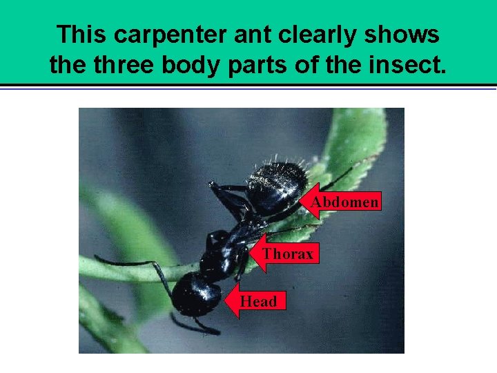 This carpenter ant clearly shows the three body parts of the insect. Abdomen Thorax