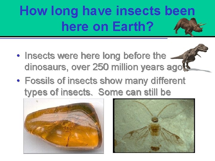 How long have insects been here on Earth? • Insects were here long before