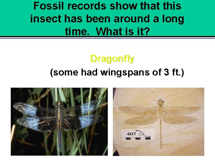 Fossil records show that this insect has been around a long time. What is