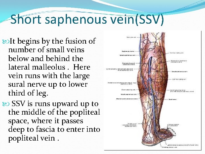 Short saphenous vein(SSV) It begins by the fusion of number of small veins below