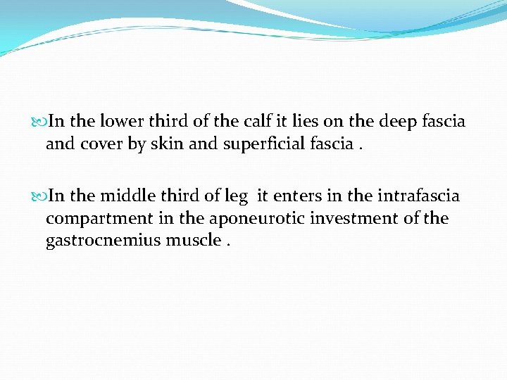  In the lower third of the calf it lies on the deep fascia