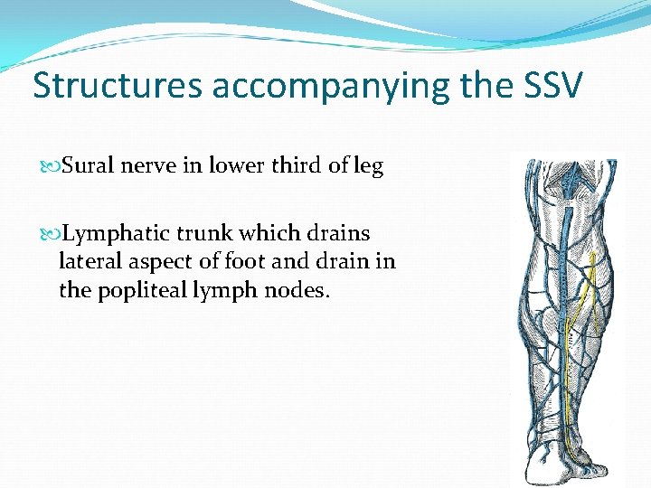 Structures accompanying the SSV Sural nerve in lower third of leg Lymphatic trunk which