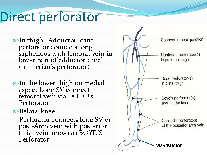 Direct perforator In thigh : Adductor canal perforator connects long saphenous with femoral vein