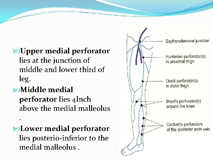  Upper medial perforator lies at the junction of middle and lower third of