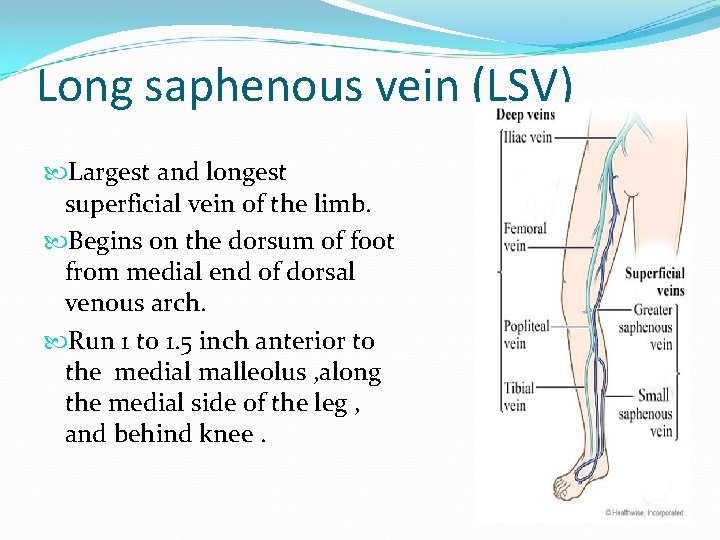 Long saphenous vein (LSV) Largest and longest superficial vein of the limb. Begins on