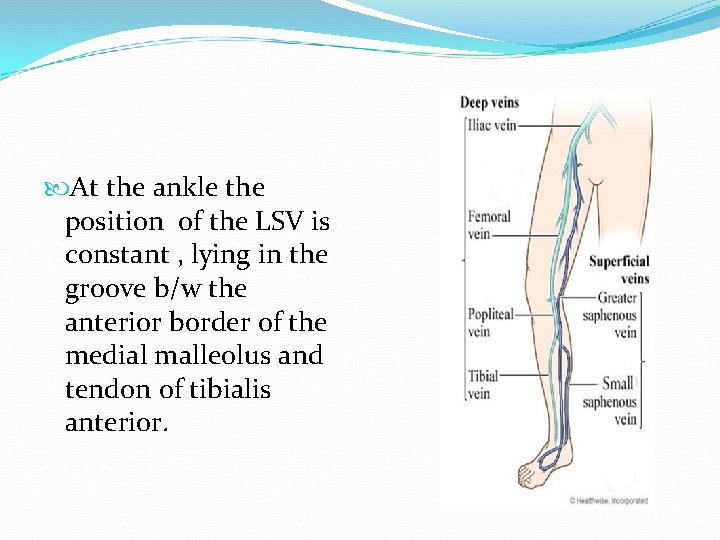  At the ankle the position of the LSV is constant , lying in