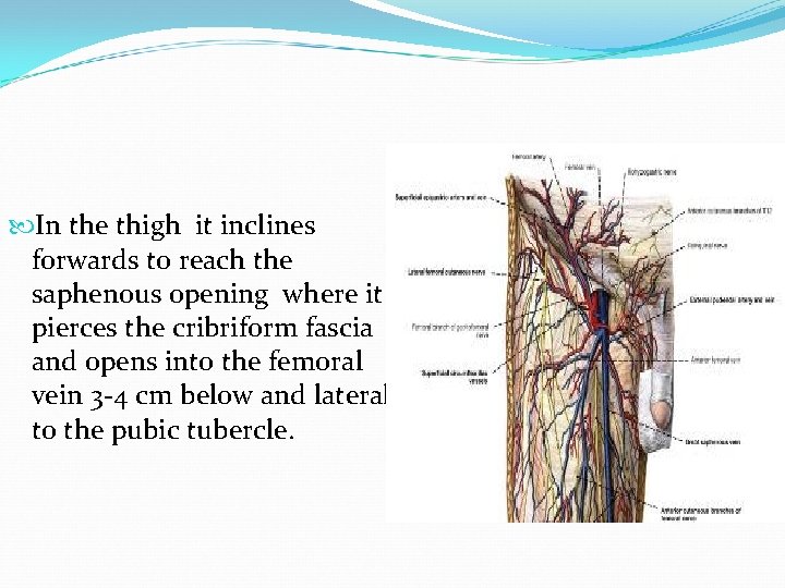  In the thigh it inclines forwards to reach the saphenous opening where it
