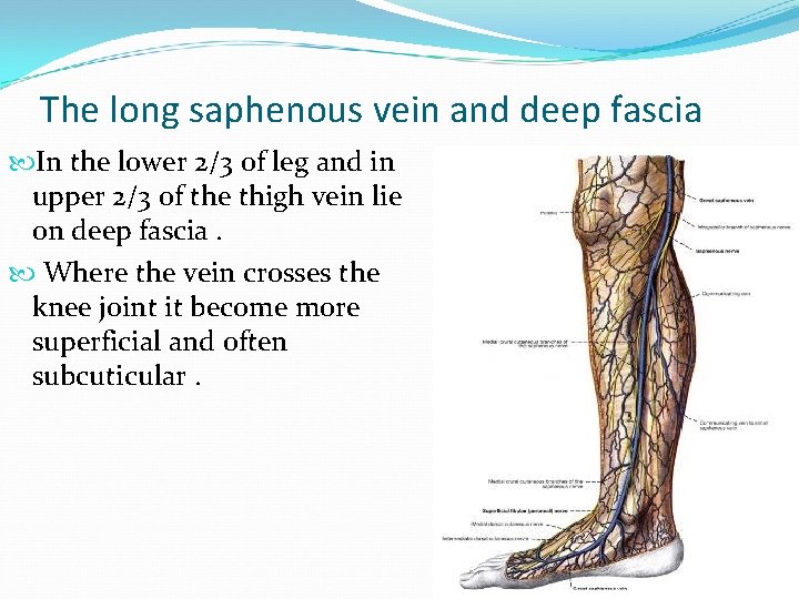 The long saphenous vein and deep fascia In the lower 2/3 of leg and