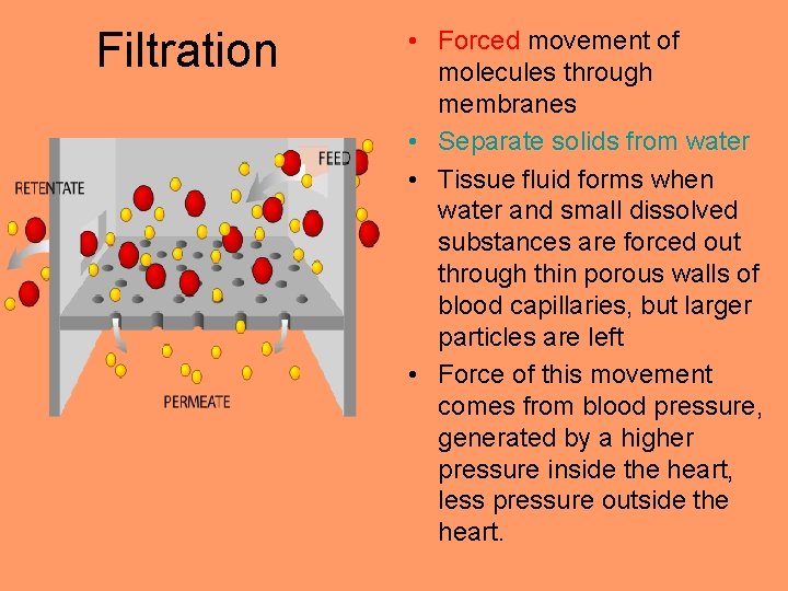 Filtration • Forced movement of molecules through membranes • Separate solids from water •