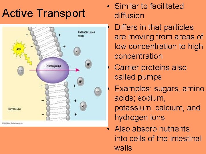 Active Transport • Similar to facilitated diffusion • Differs in that particles are moving