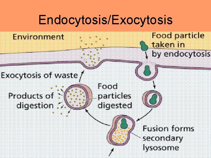 Endocytosis/Exocytosis 