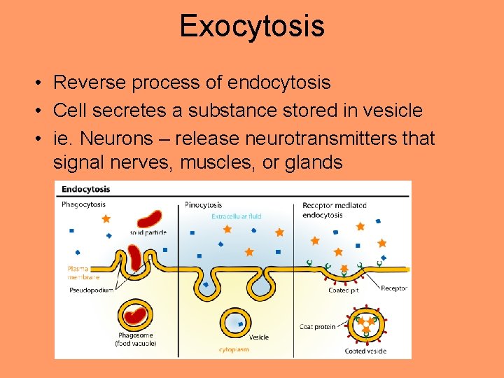 Exocytosis • Reverse process of endocytosis • Cell secretes a substance stored in vesicle