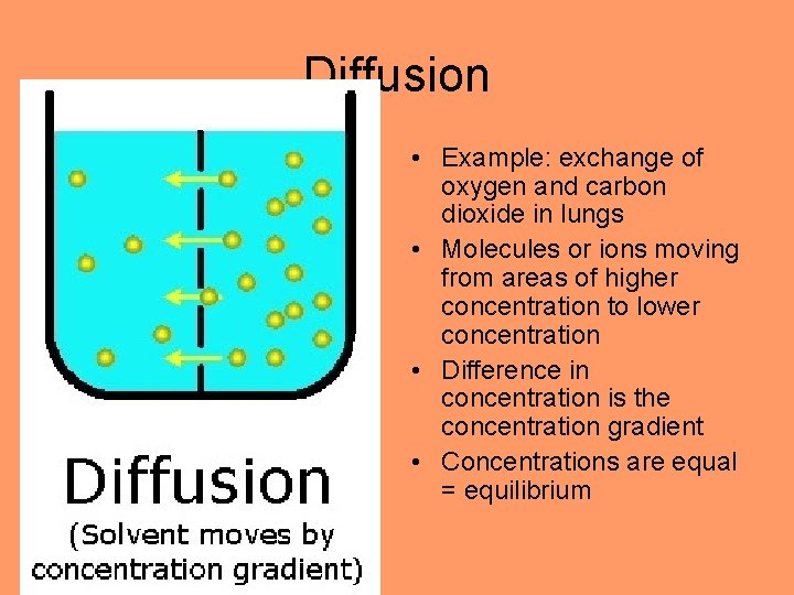 Diffusion • Example: exchange of oxygen and carbon dioxide in lungs • Molecules or