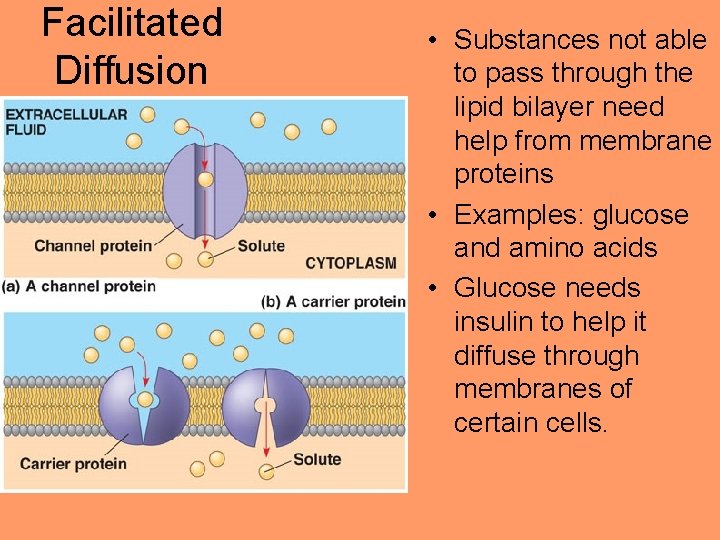 Facilitated Diffusion • Substances not able to pass through the lipid bilayer need help