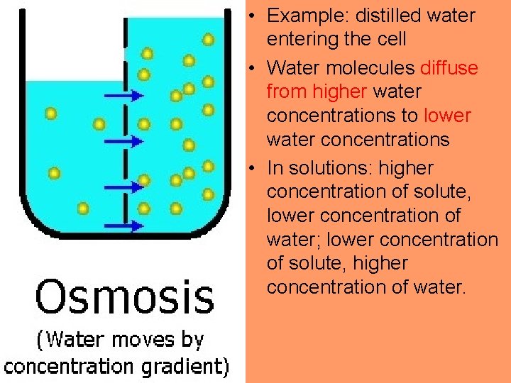  • Example: distilled water entering the cell • Water molecules diffuse from higher