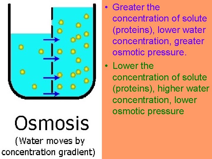  • Greater the concentration of solute (proteins), lower water concentration, greater osmotic pressure.