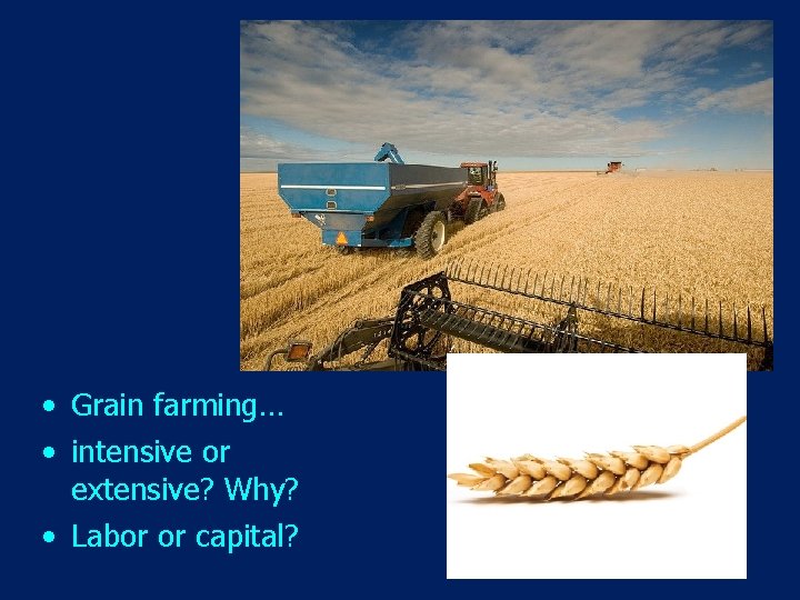  • Grain farming… • intensive or extensive? Why? • Labor or capital? 