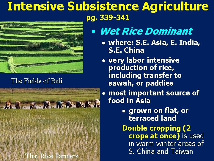 Intensive Subsistence Agriculture pg. 339 -341 • Wet Rice Dominant The Fields of Bali