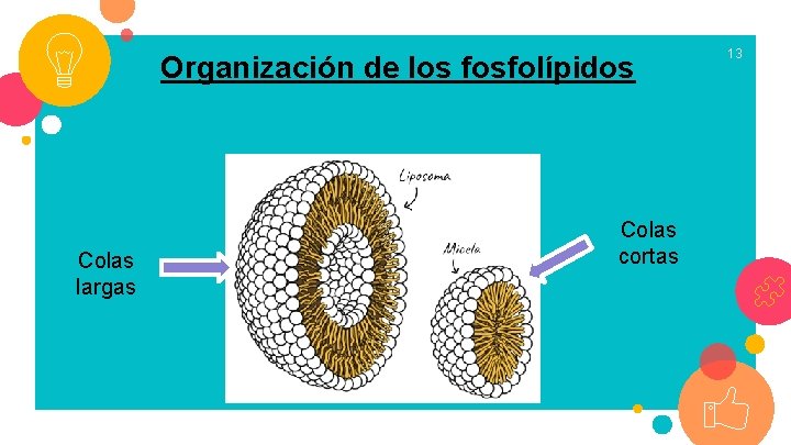 Organización de los fosfolípidos Colas largas Colas cortas 13 