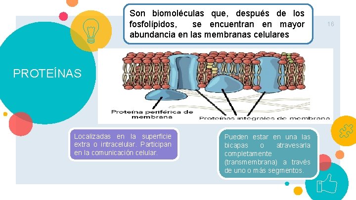 Son biomoléculas que, después de los fosfolípidos, se encuentran en mayor abundancia en las