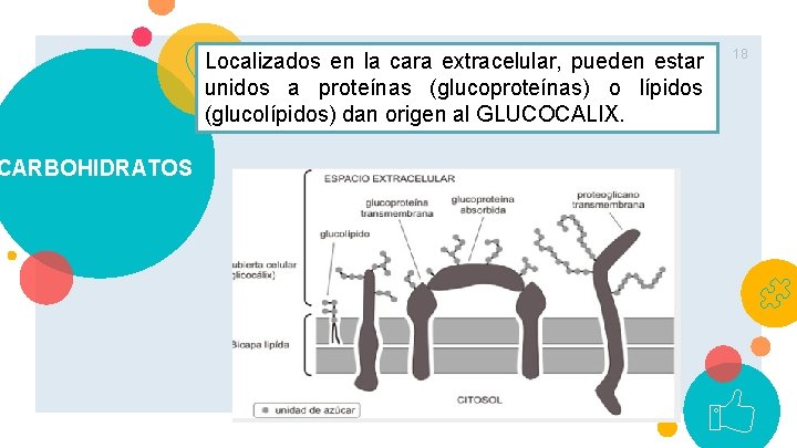 CARBOHIDRATOS Localizados en la cara extracelular, pueden estar unidos a proteínas (glucoproteínas) o lípidos