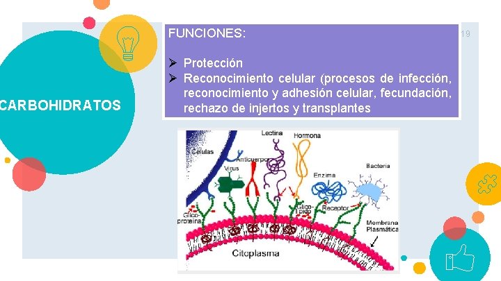 CARBOHIDRATOS FUNCIONES: Ø Protección Ø Reconocimiento celular (procesos de infección, reconocimiento y adhesión celular,