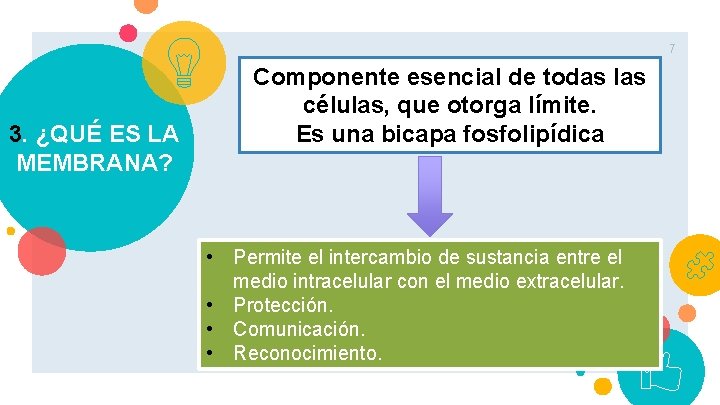 7 3. ¿QUÉ ES LA MEMBRANA? Componente esencial de todas las células, que otorga