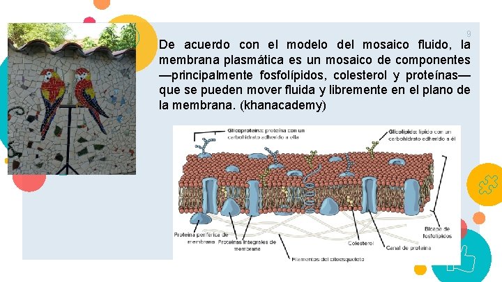 9 De acuerdo con el modelo del mosaico fluido, la membrana plasmática es un