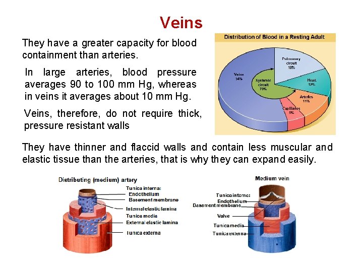 Veins They have a greater capacity for blood containment than arteries. In large arteries, Veins They have a greater capacity for blood containment than arteries. In large arteries,