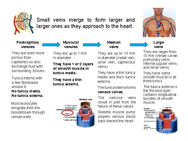 Small veins merge to form larger and larger ones as they approach to the Small veins merge to form larger and larger ones as they approach to the