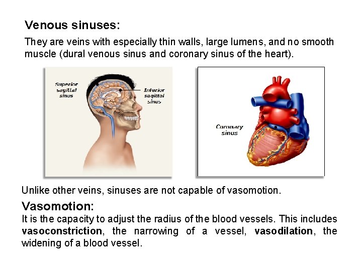 Venous sinuses: They are veins with especially thin walls, large lumens, and no smooth Venous sinuses: They are veins with especially thin walls, large lumens, and no smooth