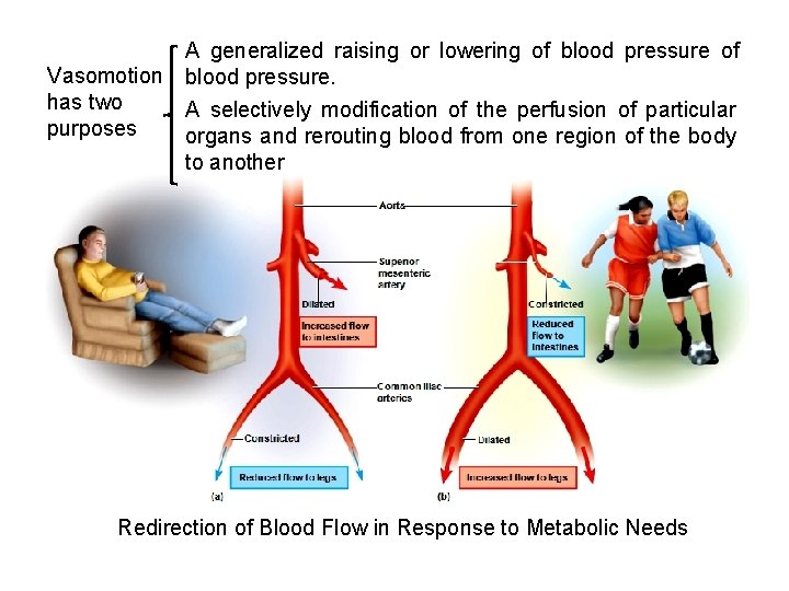 Vasomotion has two purposes A generalized raising or lowering of blood pressure. A selectively Vasomotion has two purposes A generalized raising or lowering of blood pressure. A selectively