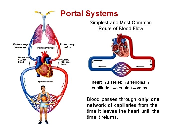 Portal Systems Simplest and Most Common Route of Blood Flow heart arteries arterioles capillaries Portal Systems Simplest and Most Common Route of Blood Flow heart arteries arterioles capillaries