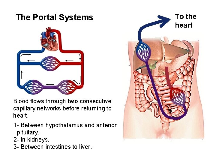 The Portal Systems Blood flows through two consecutive capillary networks before returning to heart. The Portal Systems Blood flows through two consecutive capillary networks before returning to heart.