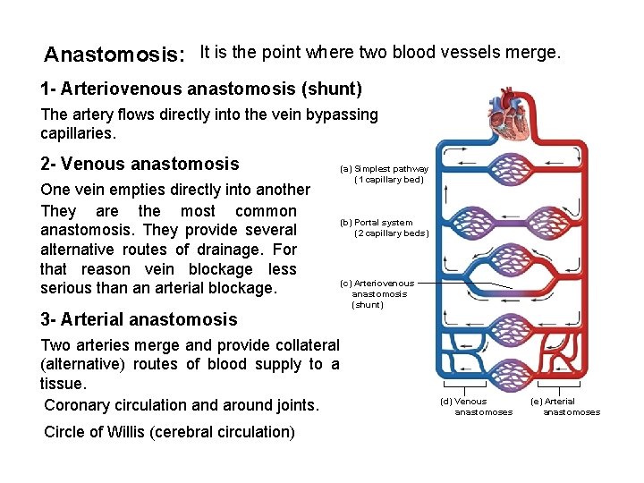 Anastomosis: It is the point where two blood vessels merge. 1 - Arteriovenous anastomosis Anastomosis: It is the point where two blood vessels merge. 1 - Arteriovenous anastomosis