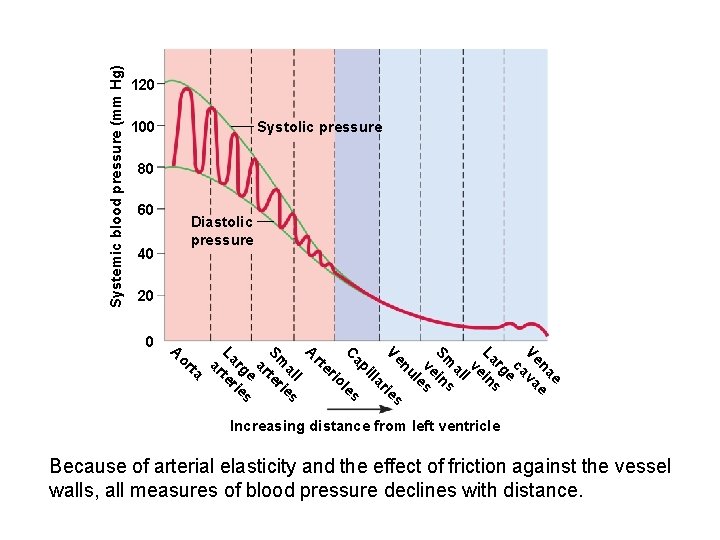 Systemic blood pressure (mm Hg) 120 100 Systolic pressure 80 60 40 Diastolic pressure Systemic blood pressure (mm Hg) 120 100 Systolic pressure 80 60 40 Diastolic pressure