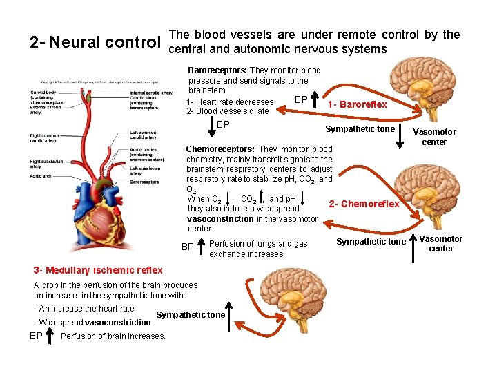 2 - Neural control The blood vessels are under remote control by the central 2 - Neural control The blood vessels are under remote control by the central