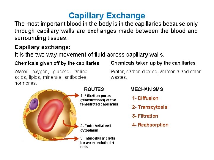 Capillary Exchange The most important blood in the body is in the capillaries because Capillary Exchange The most important blood in the body is in the capillaries because