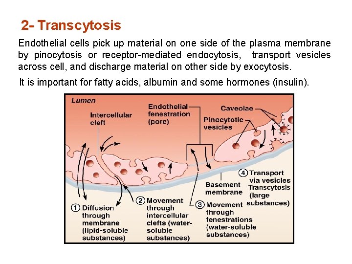 2 - Transcytosis Endothelial cells pick up material on one side of the plasma 2 - Transcytosis Endothelial cells pick up material on one side of the plasma