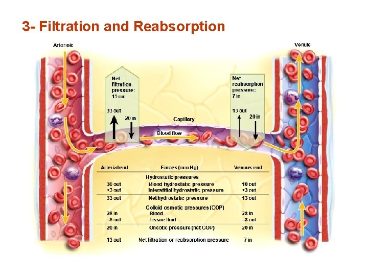 3 - Filtration and Reabsorption 3 - Filtration and Reabsorption