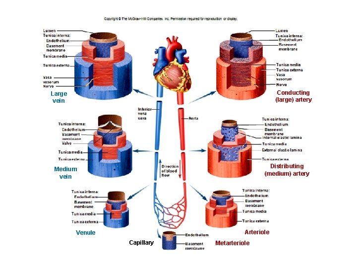 Conducting (large) artery Large vein Distributing (medium) artery Medium vein Arteriole Venule Capillary Metarteriole Conducting (large) artery Large vein Distributing (medium) artery Medium vein Arteriole Venule Capillary Metarteriole