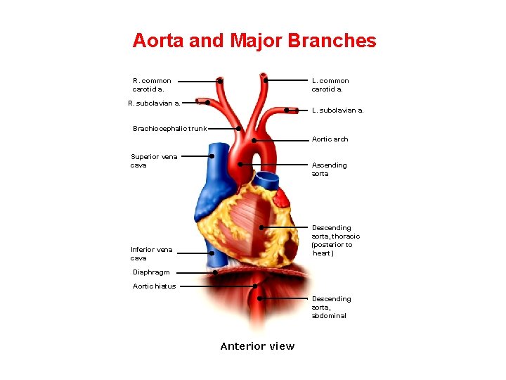 Aorta and Major Branches L. common carotid a. R. common carotid a. R. subclavian Aorta and Major Branches L. common carotid a. R. common carotid a. R. subclavian